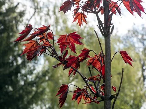 Red-leaved maple in spring in a city park on a blurred natural green backgrou Stock Photos