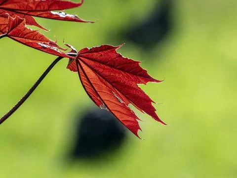 Red-leaved maple in spring in a city park on a blurred natural green background Fotos Stock