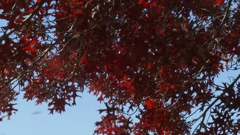 Red leaved oak branches blowing in the wind, 4K. Stock Footage 99604538