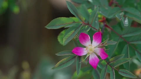 Red-leaved rose Stock Footage 314850800