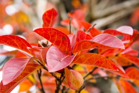 Red leaves 1 Stock Photos