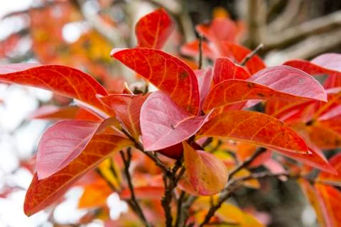 Red leaves 2 Stock Photos
