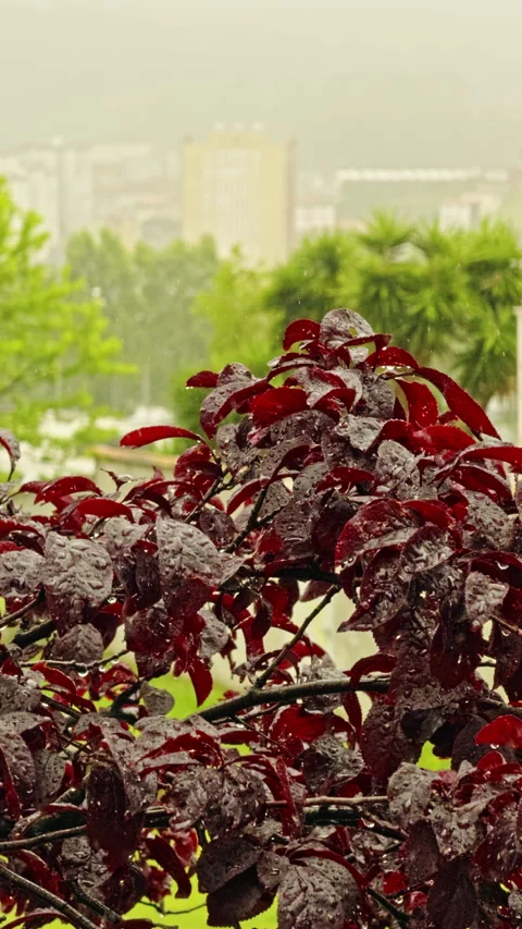Red leaves after rain close-up Stock Footage 280258721