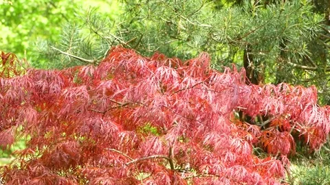 Red leaves of Amur maple - green conifer and deciduous tree in the background Stock Footage 155536092