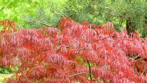 Red leaves of Amur maple - green conifer and deciduous tree in the background Stock Footage 155536265