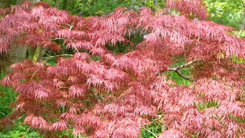 Red leaves of Amur maple - green trees in the background - in a park in spring Stock Footage 155536480