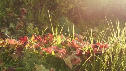 Red Leaves and Branches on the Ground clip 1 pan Stock Footage 137967451