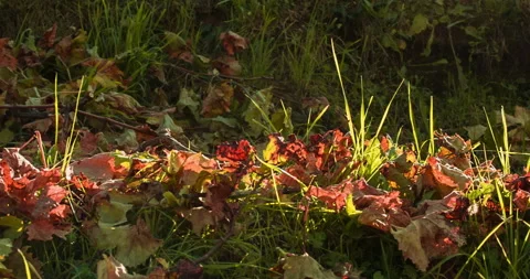 Red Leaves and Branches on the Ground clip 1 pan Stock Footage 137967497