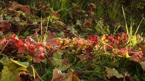 Red Leaves and Branches on the Ground, clip 2 fixed shot Stock Footage 138319400