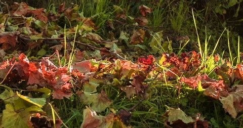 Red Leaves and Branches on the Ground, clip 2 fixed shot Stock Footage 138319404