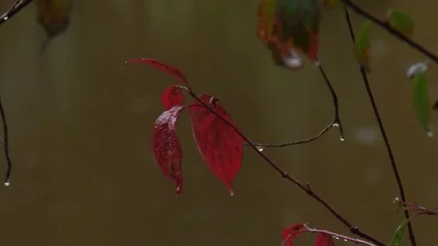 Red leaves and the rain Stock Footage 170852930