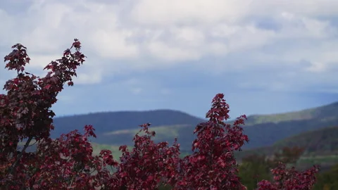 Red leaves and rolling mountain hills in background during autumn 4k 60fps Stock Footage 163514435