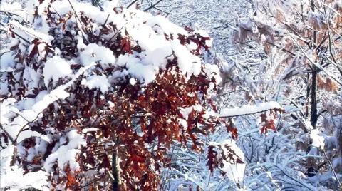 Red leaves and snow Video stock 1052125