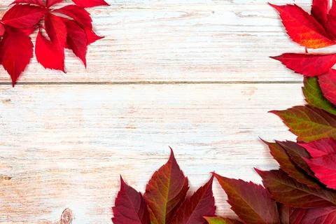 Red Leaves Are Arranged in a Pattern on a Wooden Surface During Autumn Season Stock Photos