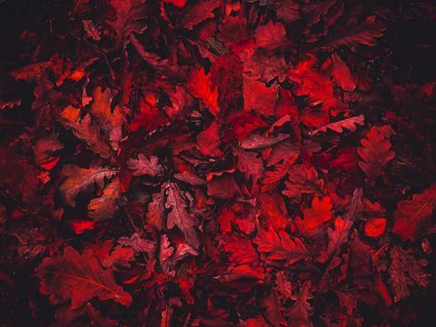 Red leaves, artistic processing for wallpaper or website design, beautiful Stock Photos