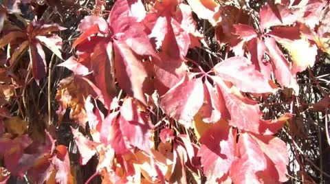 Red Leaves of Autumn 스톡 동영상 12612596