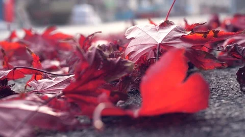 Red leaves in autumn Video stock 100600586