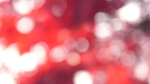 Red leaves in autumn Video stock 100601463