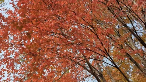 Red leaves in autumn Stock Footage 290792640