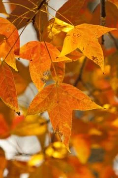 Red leaves in autumn forest Stock Photos