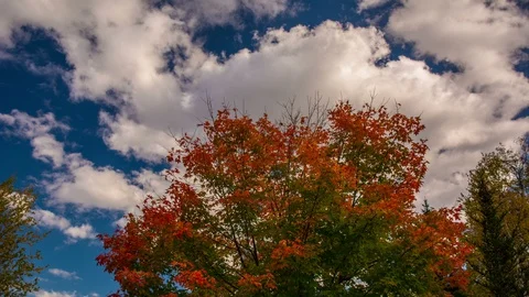 Red leaves on an autumn Maple tree Time Lapse FULL HD Stock Footage 128213372