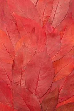 Red leaves background Stock Photos