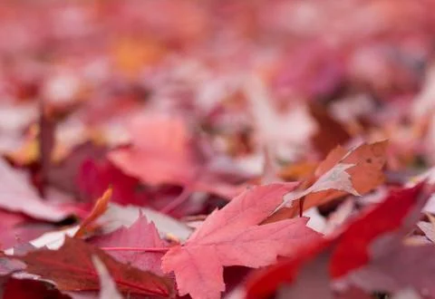 Red leaves background Stock Photos