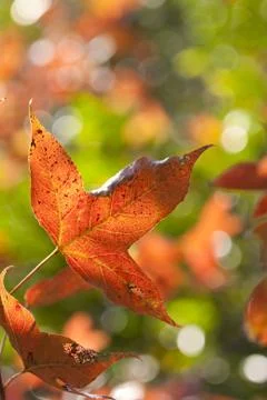 Red leaves background Stock Photos