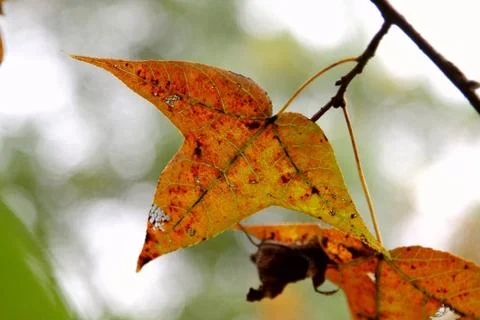 Red leaves background Foto stock