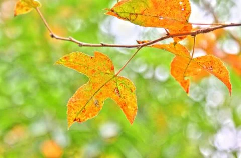 Red leaves background Stock Photos