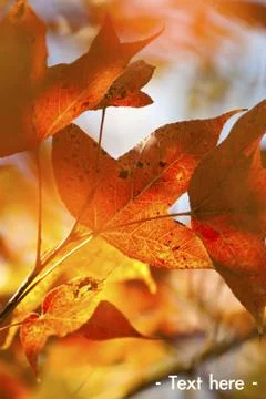 Red leaves background Stock Photos