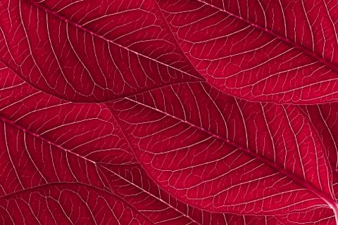 Red leaves background Stock Photos