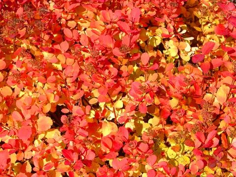 Red leaves background Stock Photos