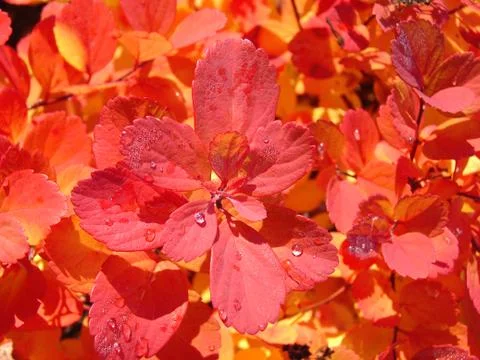 Red leaves background Foto stock