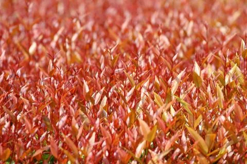Red leaves background 库存照片