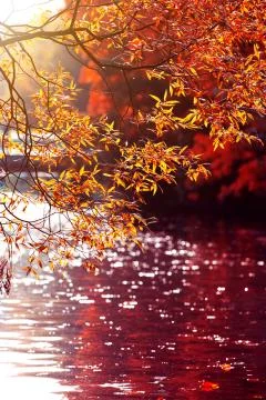 Red leaves background Stock Photos
