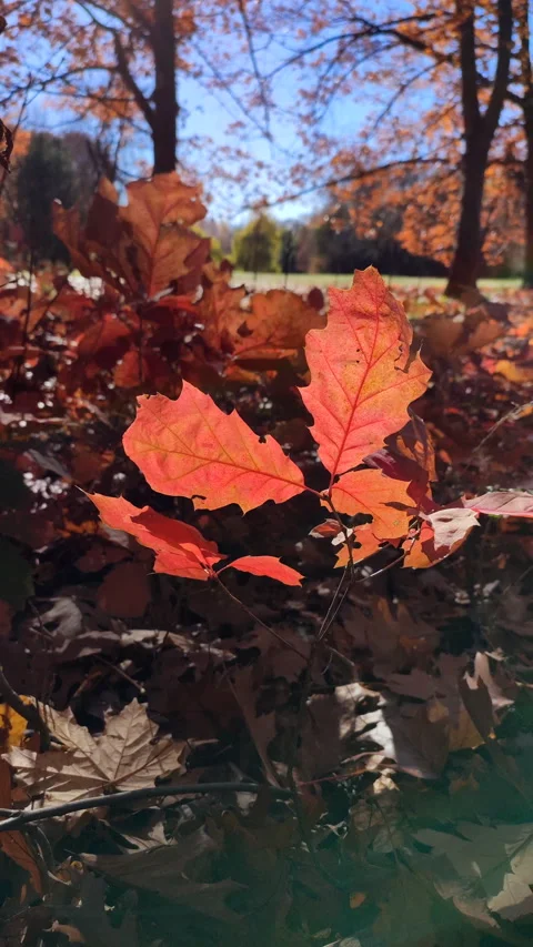 Red leaves on background of sprouts with brown leaves brightly lit sun Vertical Stock Footage 329591350