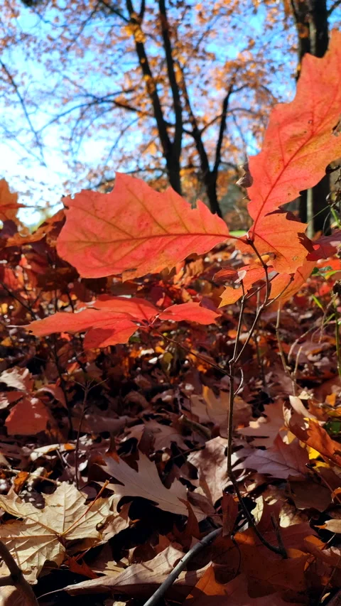 Red leaves on background of sprouts with brown leaves brightly lit sun Vertical Stock Footage 329591406