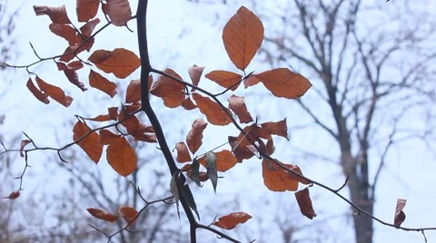 Red leaves of beech Stock Footage 43943809