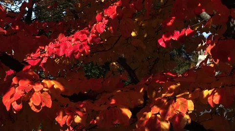 Red leaves of the bird-cherry tree.  Stock Footage 61038951