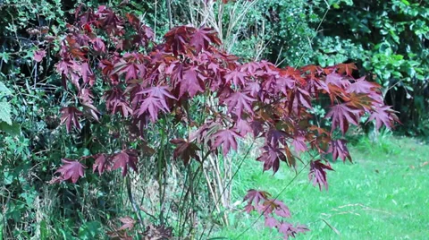 Red leaves blowing in the wind Stock Footage 34643811