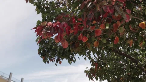 Red Leaves blowing in the Wind Stock Footage 154019937