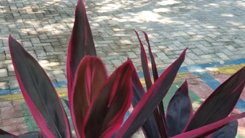 Red leaves blown by the wind Stock Footage 331624411