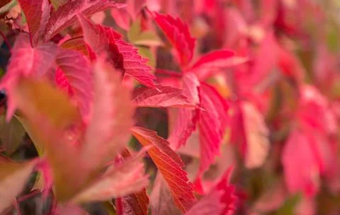 Red leaves on a blurred background, autumn leaves. Stock Photos