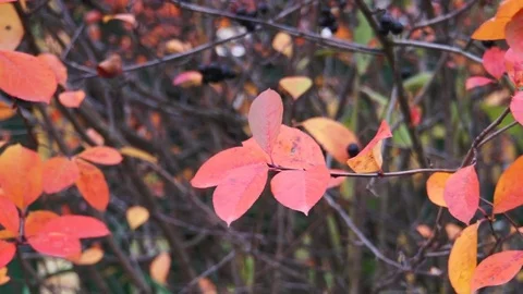 Red Leaves on Branch Stock Footage 85278481