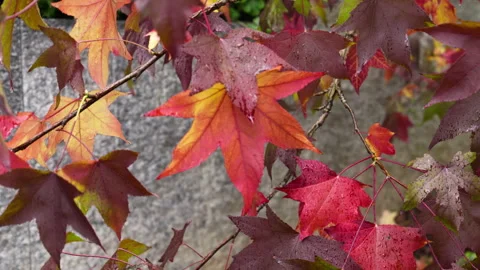 Red leaves on a branch Stock-Footage 320557123