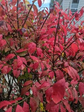 Red leaves on branches Stock Photos