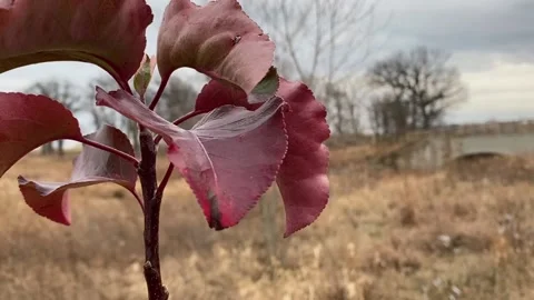 Red Leaves with Bridge in Background Stock Footage 231582858