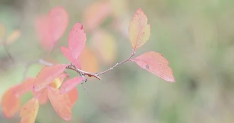 Red leaves of a bush 스톡 동영상 120020108