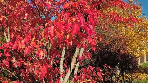 Red leaves of the Canadian maple in the fall Stock Footage 96743465
